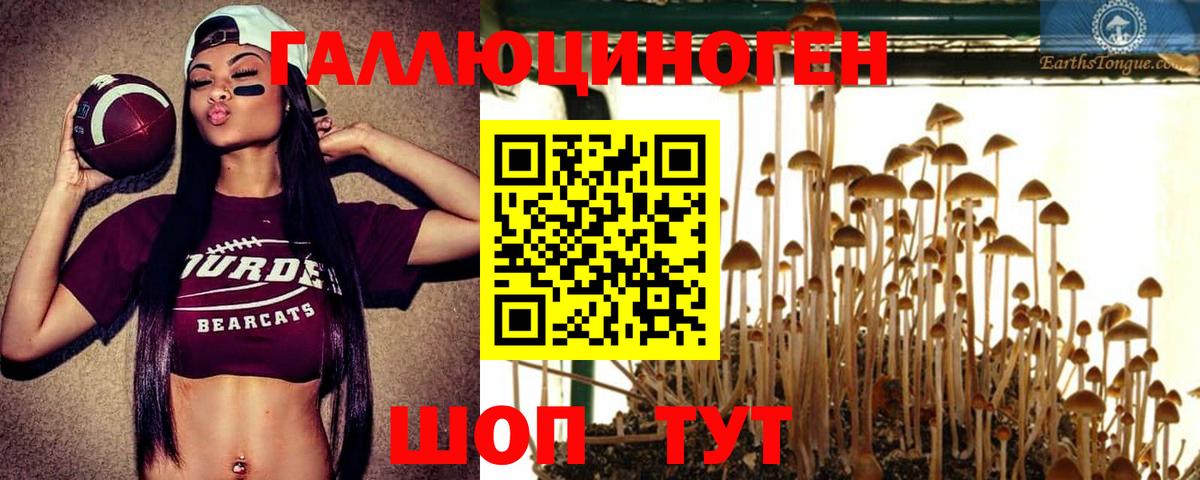 Прохладный  Галлюциногенные грибы Cubensis  Вход с VPN 